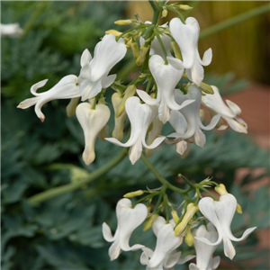 Dicentra 'Amore Titanium'